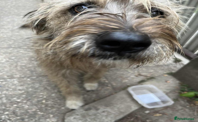 Mixed Breed dogs - Advert 7
