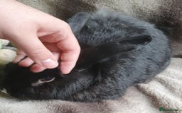 Mixed Breed rabbits for sale: Lem, 3 year old neutered Male rabbit - Image 1