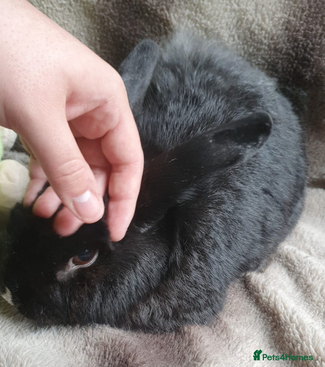 Mixed Breed rabbits for sale: Lem, 3 year old neutered Male rabbit - Image 1