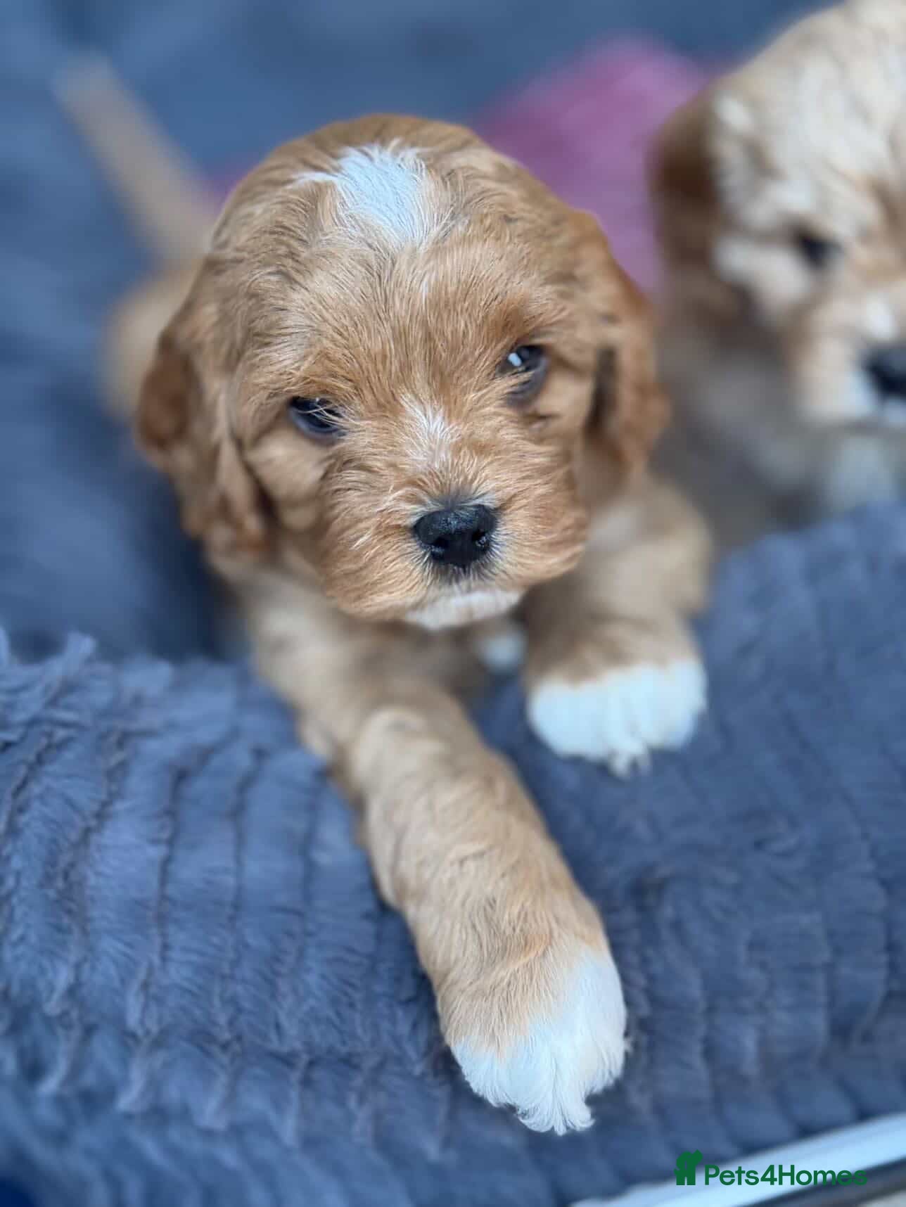 Cavapoo dogs Gorgeous Cavapoos-Ready for Loving Homes from May - Advert 2