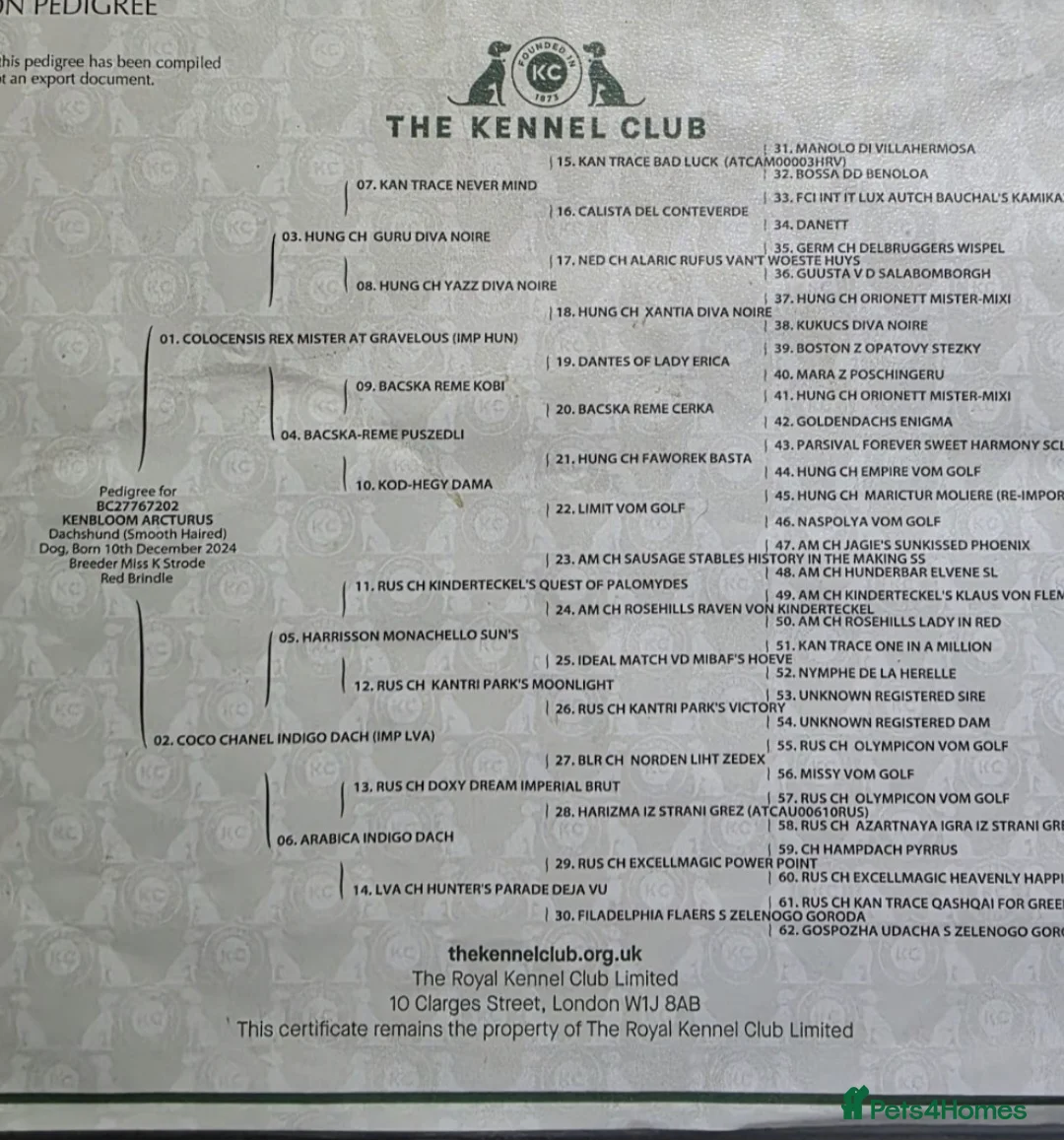 Dachshund dogs for stud: Standard dachshund  - Advert 9