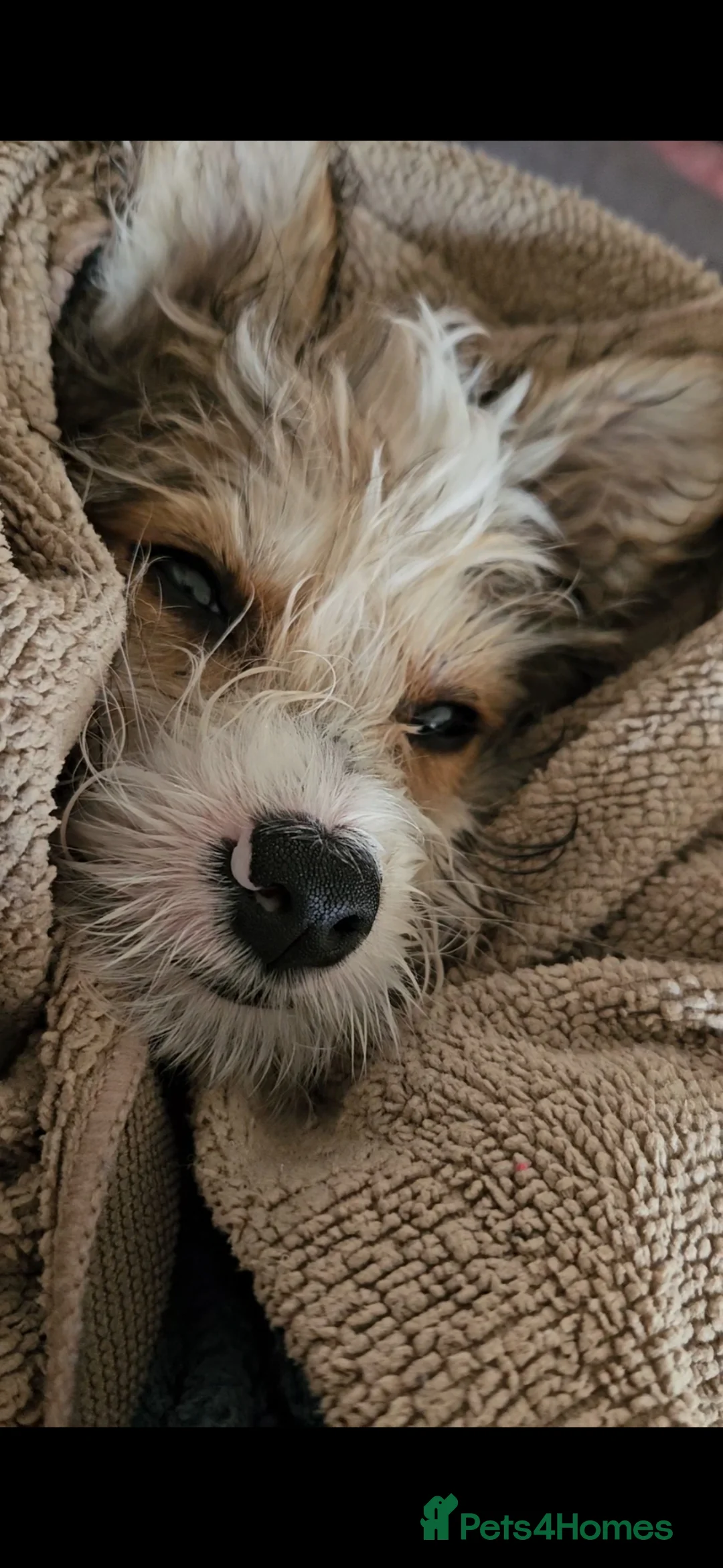 Mixed Breed dogs for sale: Very smart little man. - Advert 8