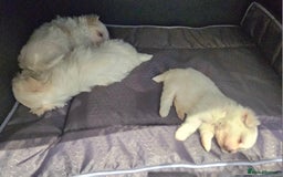 Maltese dogs for sale: Stunning  Maltese  - Image 4