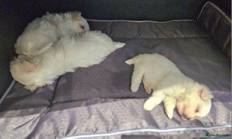 Maltese dogs - Advert 2