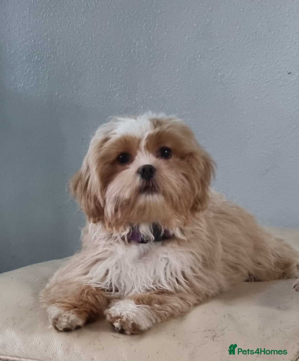 Shih Tzu dogs Beautiful 2-Year-Old Female Shih Tzu  - Advert 2