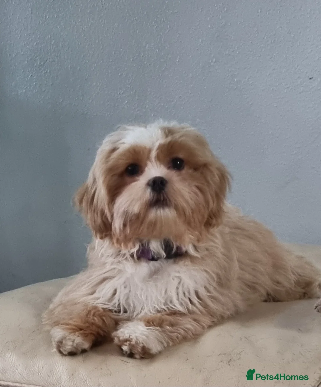 Shih Tzu dogs for sale: Beautiful 2-Year-Old Female Shih Tzu  - Advert 1