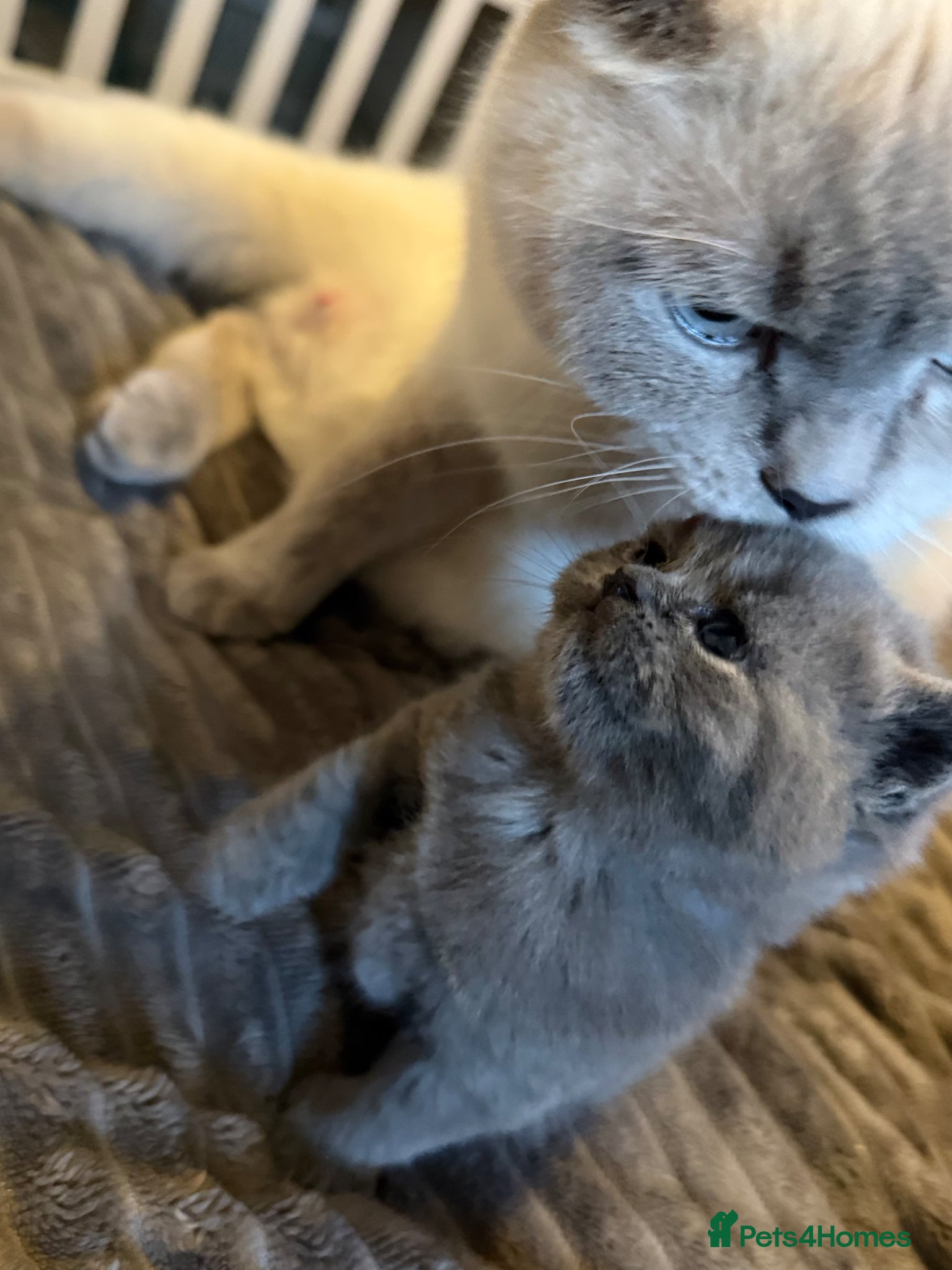 British Shorthair cats Gorgeous kittens  - Advert 1