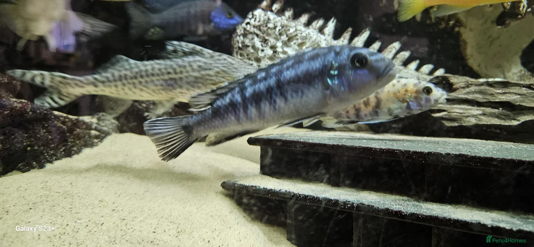 Other/Mixed Breed fish for sale: Assortment of fish  - Advert 27