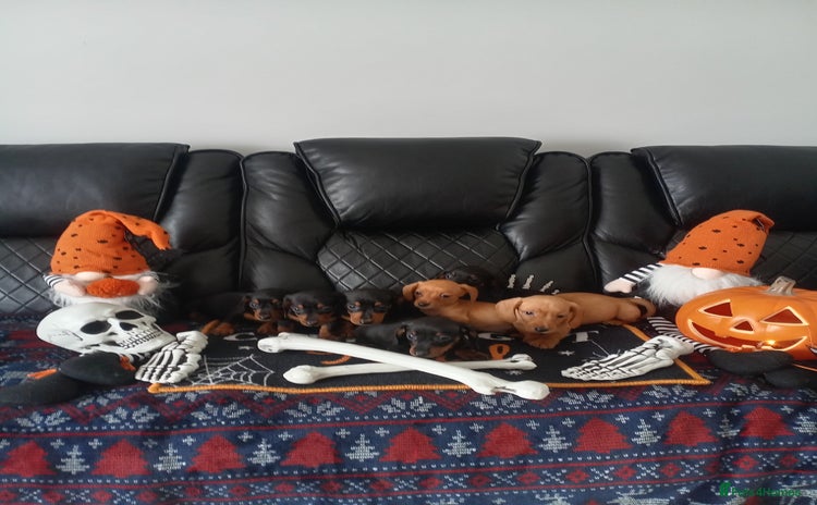 Miniature Dachshund dogs - Advert 9