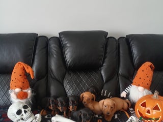 Miniature Dachshund dogs - Advert 24
