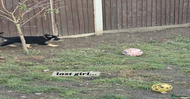 German Shepherd dogs Working line germanshepherds  - Advert 7