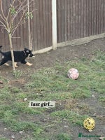 German Shepherd dogs Working line germanshepherds - Advert 12