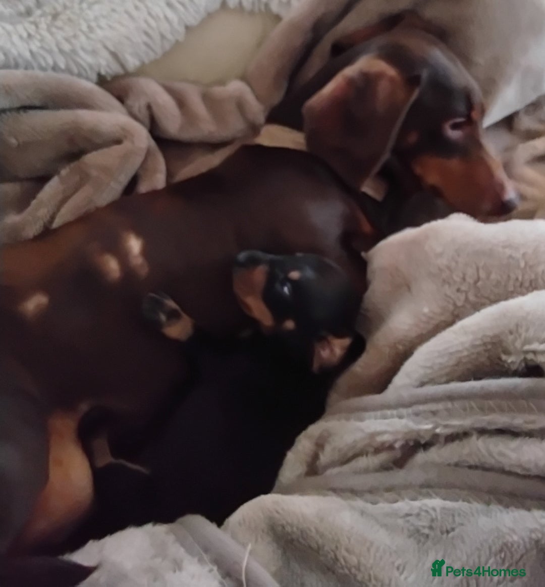 Dachshund dogs for sale: Dashound  - Advert 1