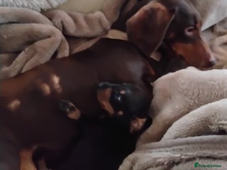 Dachshund dogs Dashound - Advert 1
