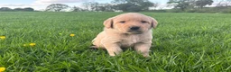 Labrador Retriever dogs for sale: 8 Labrador puppies for sale - Advert 9