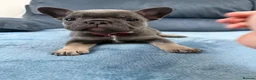 French Bulldog dogs for sale: Beautiful frenchie puppies  - Advert 17