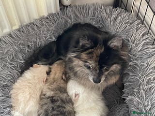 Pomeranian dogs Beautiful short legged teddy bear Pomeranian pups - Advert 9