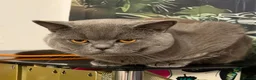 British Shorthair cats for sale: Scottish Fold X British Short hair  - Advert 5