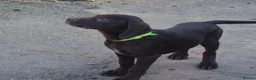 Mixed Breed dogs for sale: Pointador's (Lab x GSP) - Advert 12