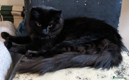 Maine Coon cats for sale: X Maine coon kits - Image 2