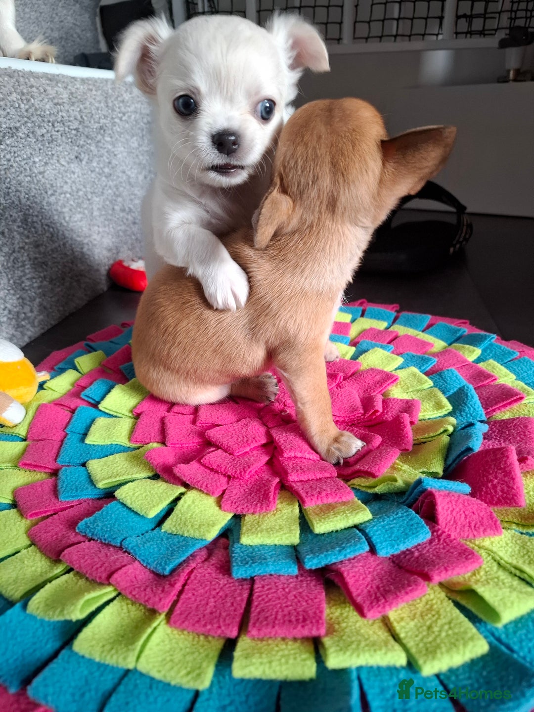 Chihuahua dogs for sale: Gorgeous Chihuahua puppies ❤️👑❤️ Bristol  - Advert 28