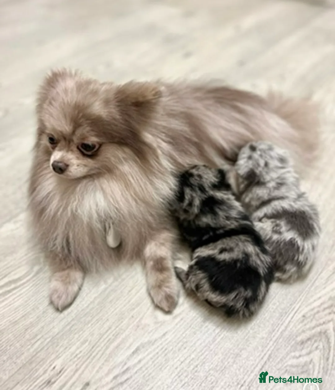 Pomeranian dogs for stud: Lilac Merle KC Pomeranian STUD - Advert 3