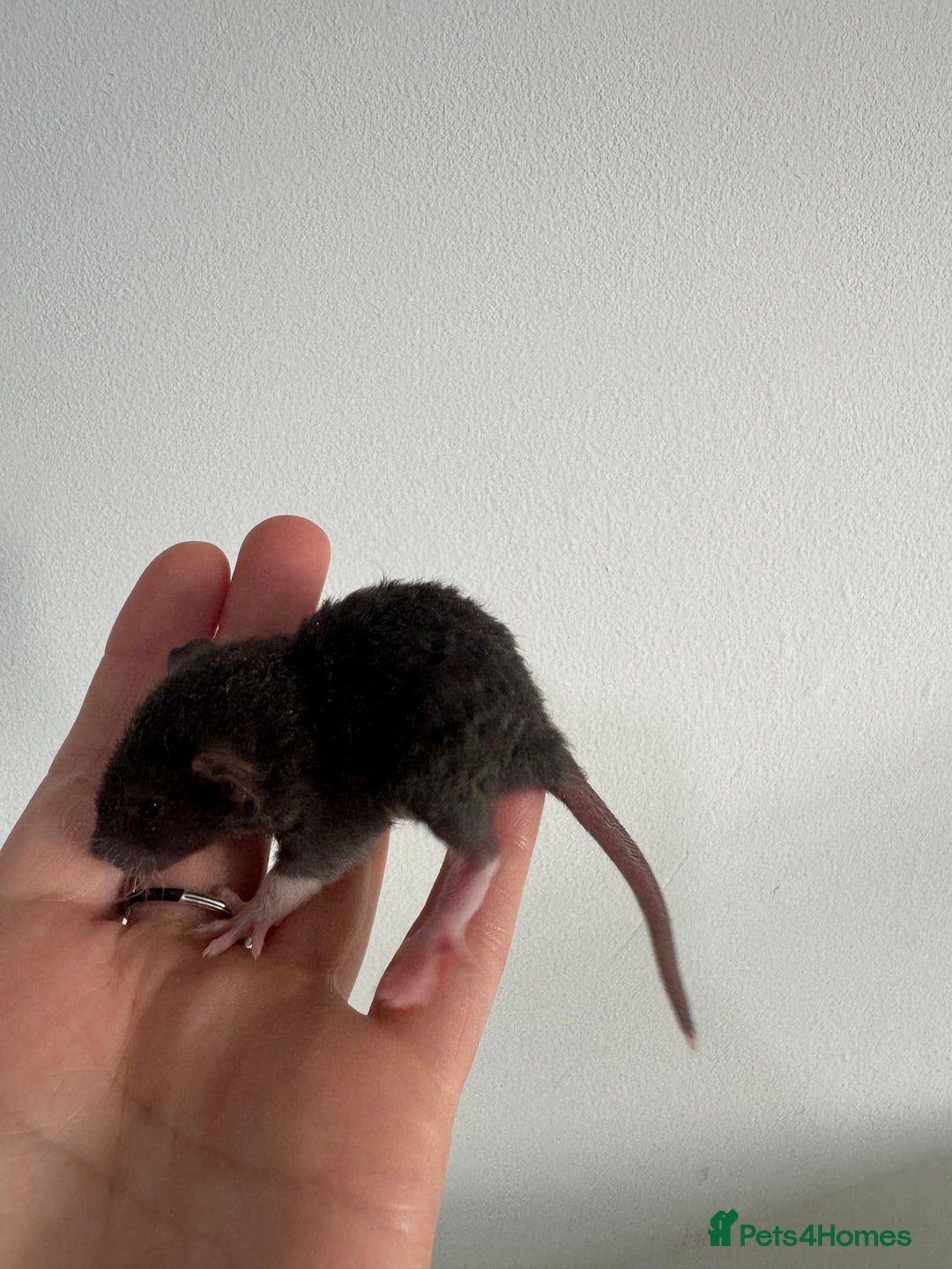 Rat rodents for sale: Baby rats boys and girls  - Advert 9