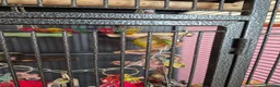 Conures birds for sale: Green cheeked conure - Advert 3