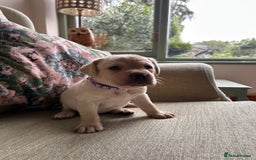 Labrador Retriever dogs for sale: Labradors  - Image 2