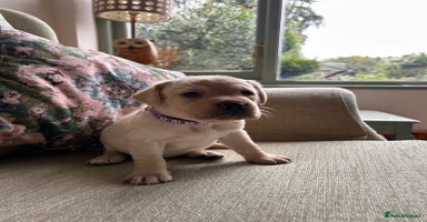 Labrador Retriever dogs - Advert 12