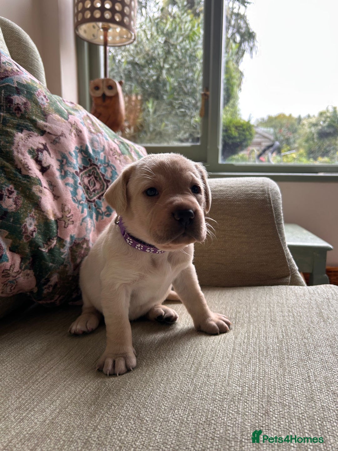 Labrador Retriever dogs for sale: Labradors  - Image 2