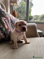 Labrador Retriever dogs - Advert 12