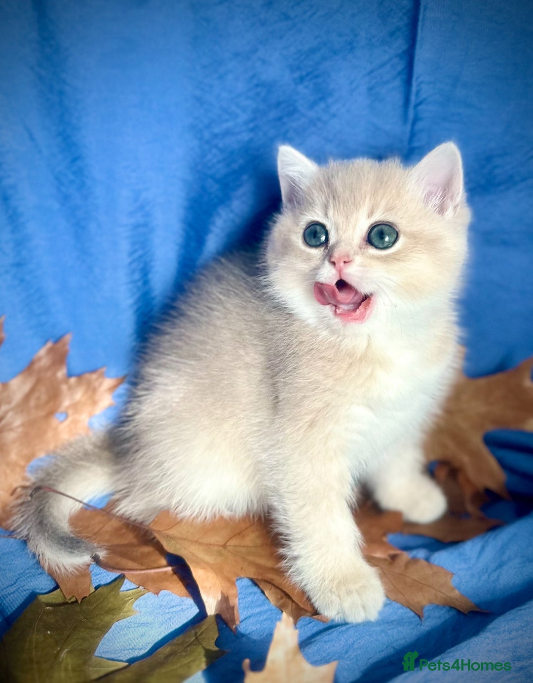 British Shorthair cats for sale: British Shorthair Golden kitten GCCF - Image 27