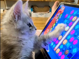 Maine Coon cats 🎀🌲 Dec Collect Silver Ticked Pedigree Maine Coon - Advert 4