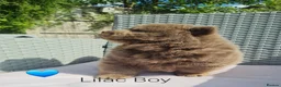 Chow Chow dogs for sale: Quality chow chow puppies.  - Advert 16