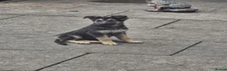 German Shepherd dogs for sale: German shepherd's  - Advert 4
