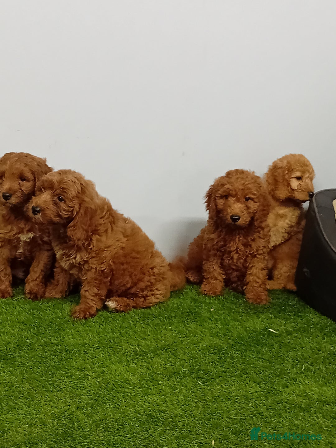 Cockapoo dogs for sale: Cockapoo - Image 6