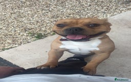 Mixed Breed dogs for sale: Male dog - Image 1