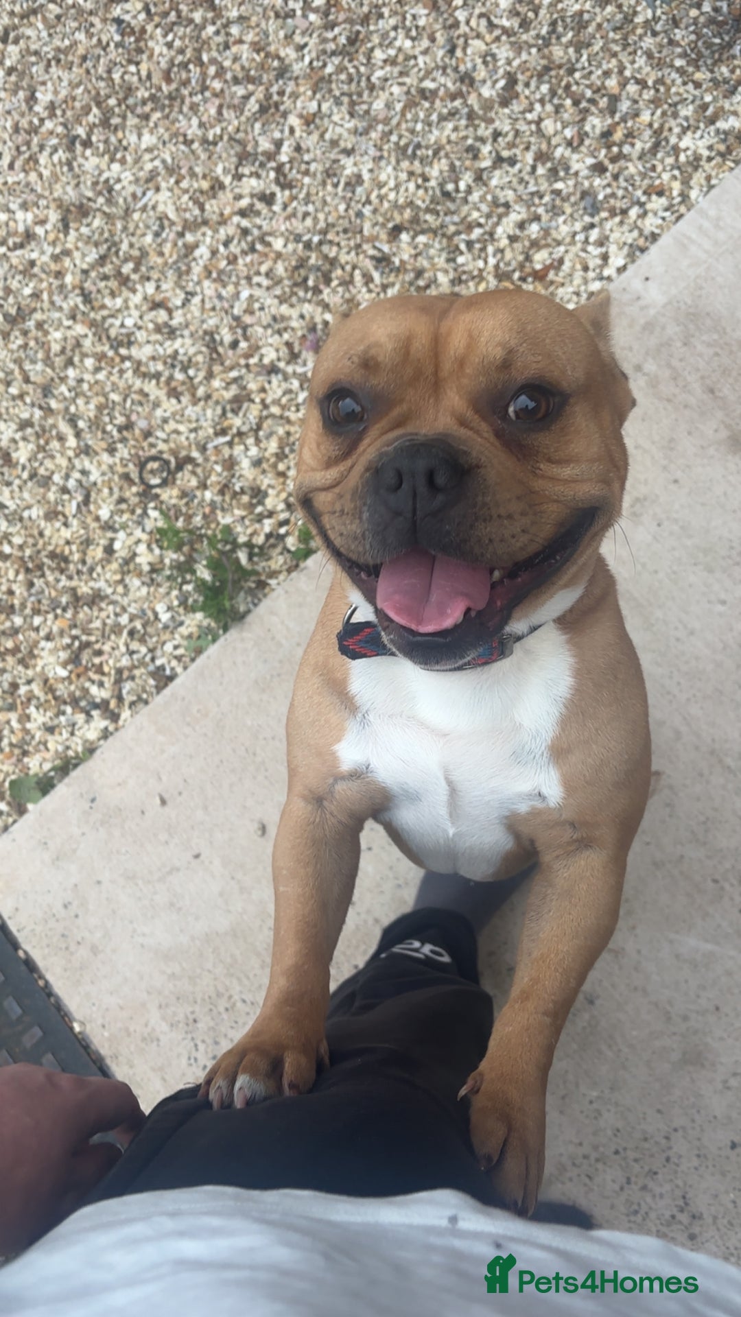Mixed Breed dogs for sale: Male dog - Image 1