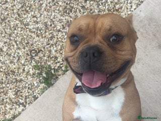 Mixed Breed dogs - Advert 31