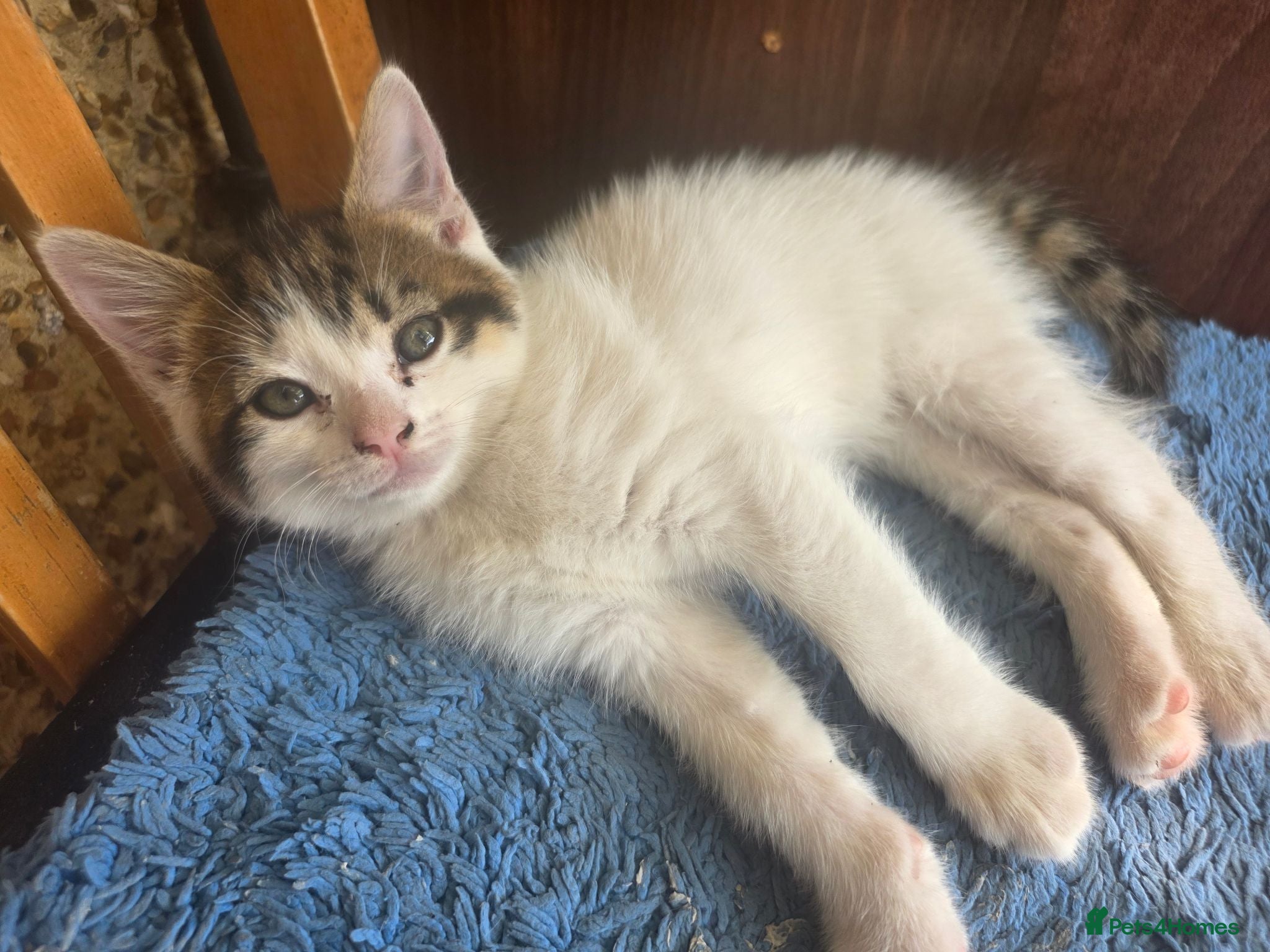 Mixed Breed cats Cute kittens for sale (NEED GONE ASAP) - Advert 2