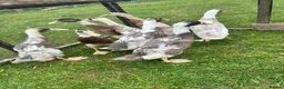 Ducks poultry for sale: Indian runner ducks - Advert 5