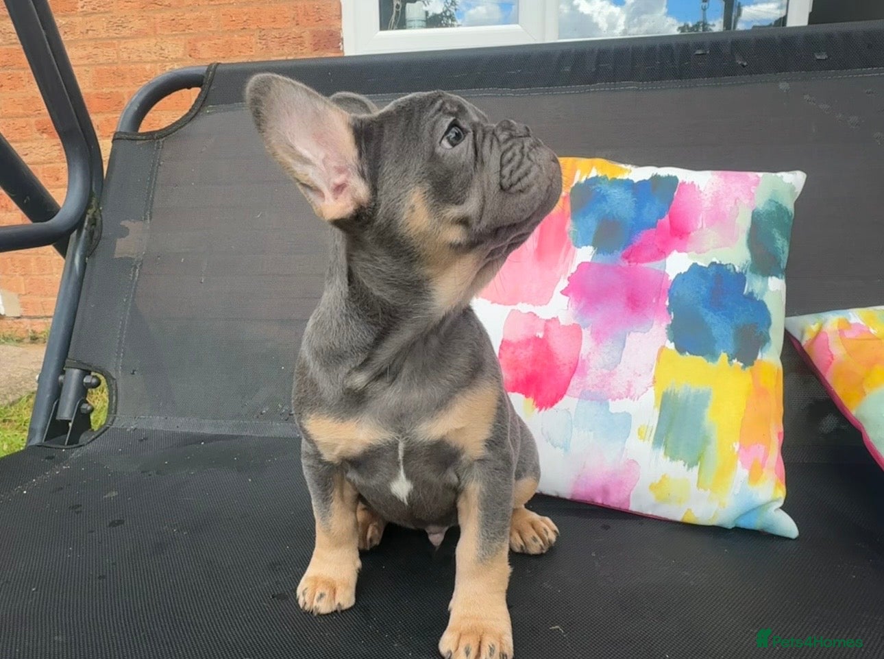 French Bulldog dogs for sale: Frenchie Puppies Ready to go now  in Halesowen - Advert 7