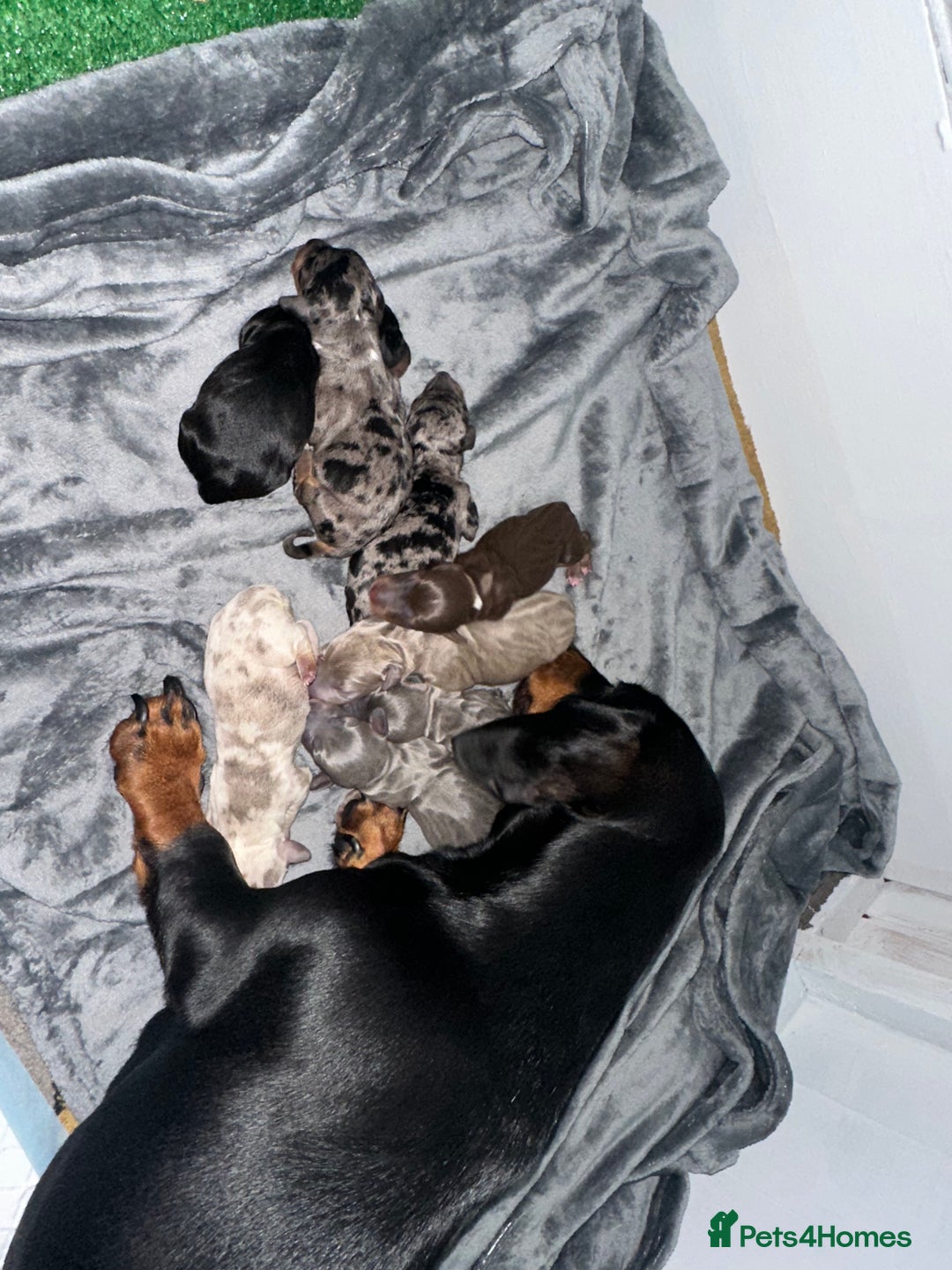 Miniature Dachshund dogs for sale: Miniature Dachshunds  - Image 2