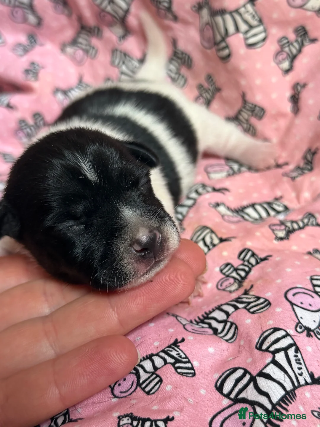 Jack Russell dogs for sale: Jack Russell puppies in Lincoln - Advert 2