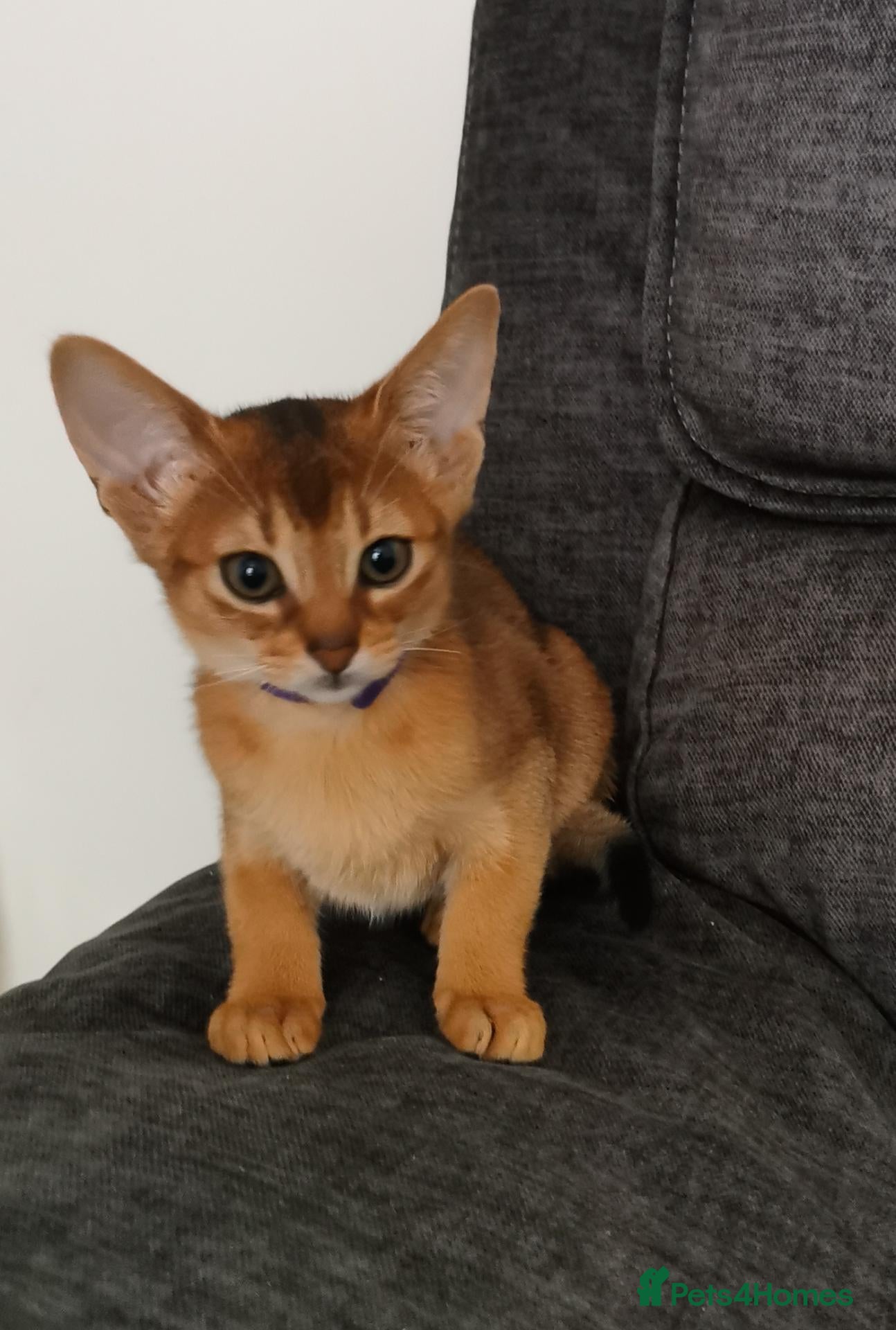 Abyssinian cats Beautiful Abyssinian Kitten ready for reservation  - Advert 2