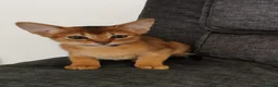 Abyssinian cats for sale: Beautiful Abyssinian Kitten ready for reservation  - Advert 8