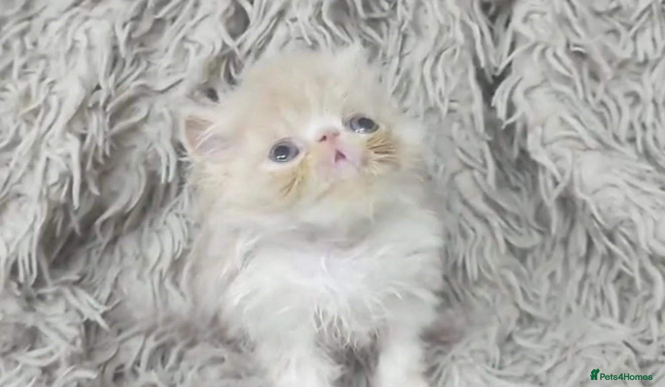 Persian cats Beautiful Persian kittens - Advert 1