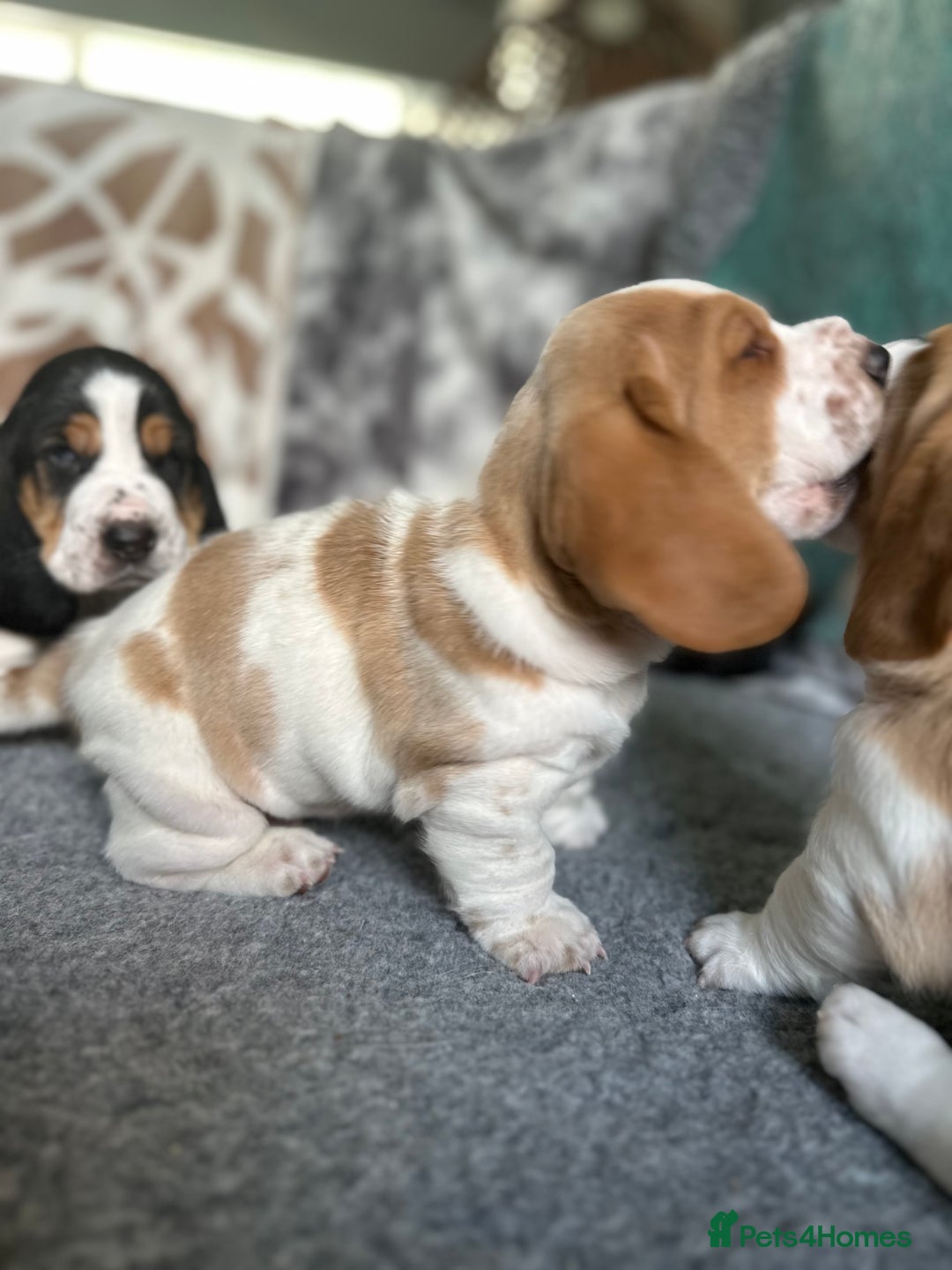 Basset Hound dogs for sale: Basset Hound Puppies - Image 10