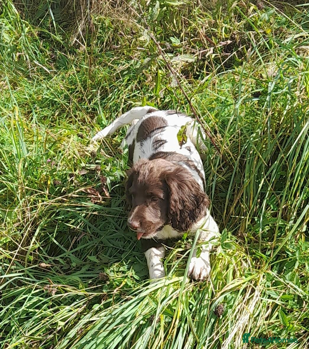English Springer Spaniel dogs Gorgeous English Springer Spaniels Puppies - Advert 2